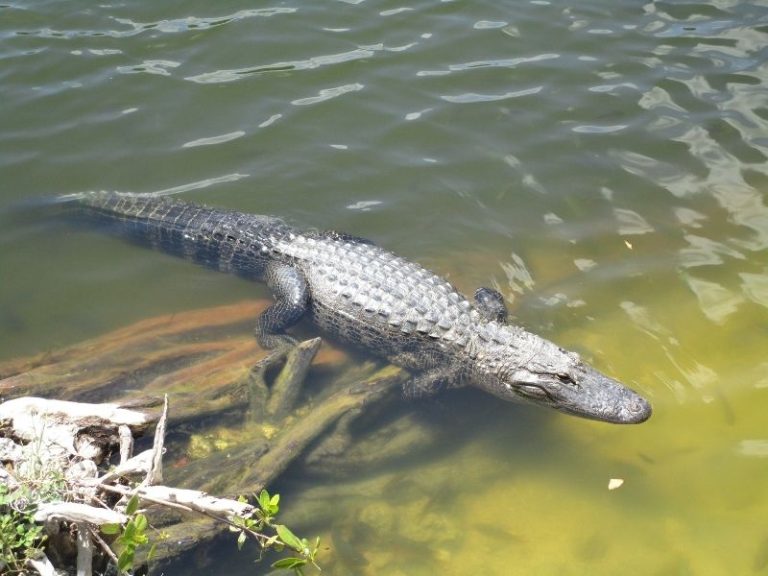 Where To See Alligators In The Wild In Florida? 7 Top Spots