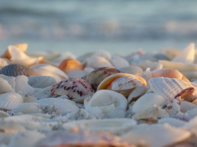Sanibel Island is the seashell capital of the US