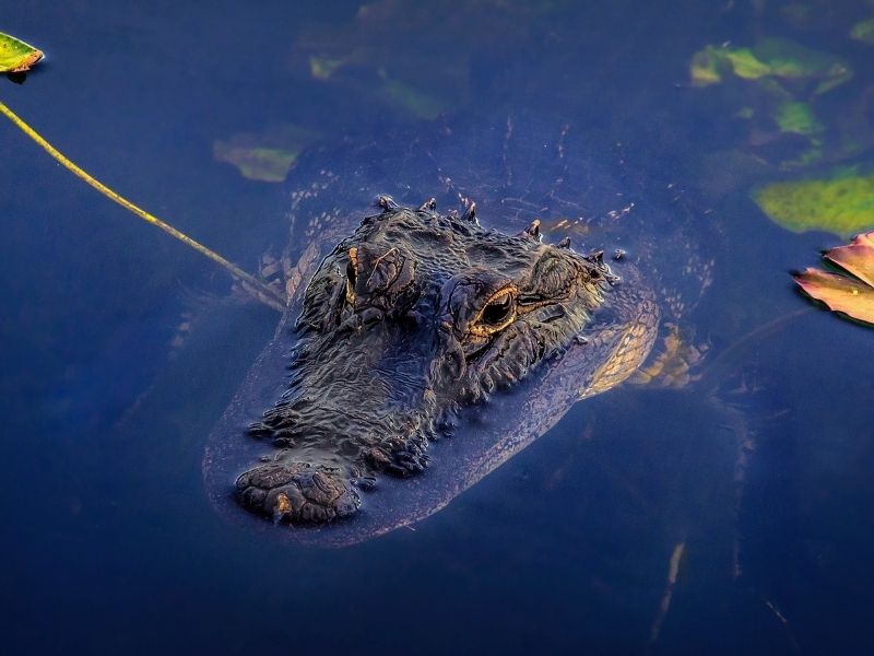 Florida has 30,000 freshwater lakes, each of which is home to alligators. 
