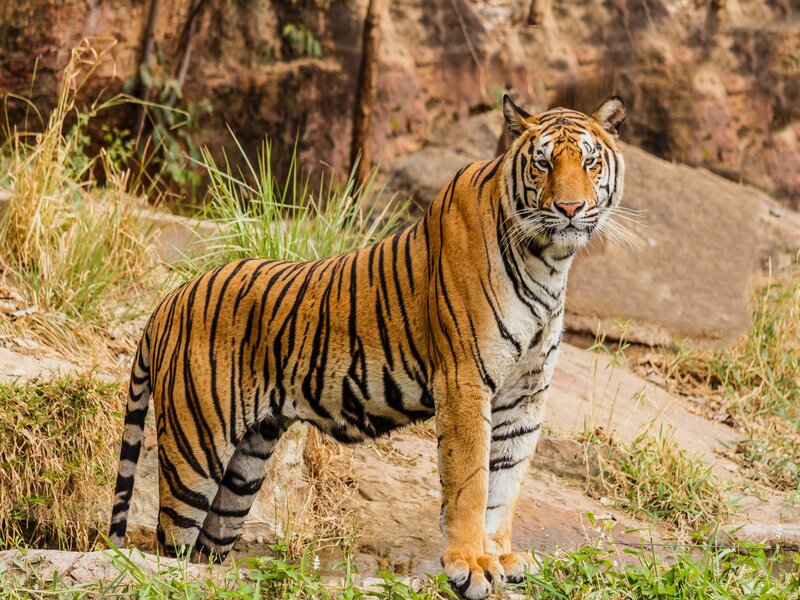 Tiger representing Bardia 