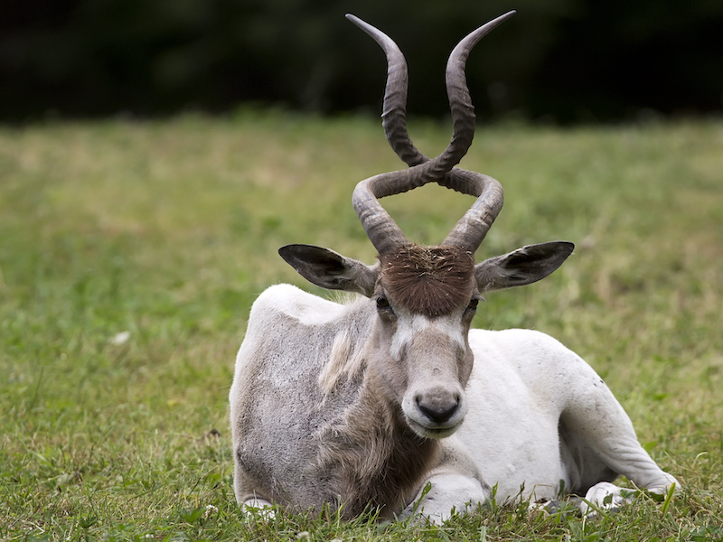 Addax in a clearing