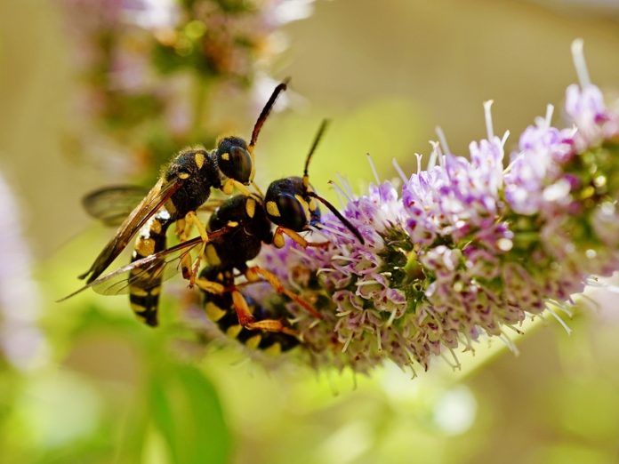 Wasps on a flower