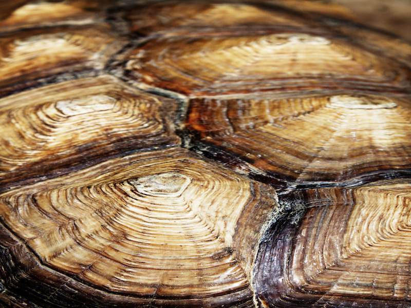 turtoise shell crack