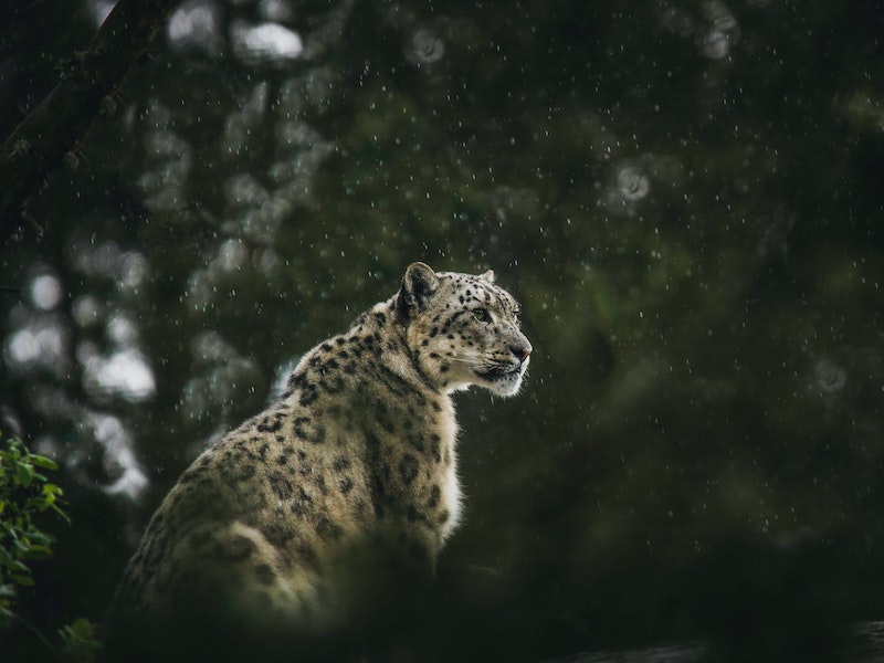 An amur leopard sat in a forest under a light snowfall