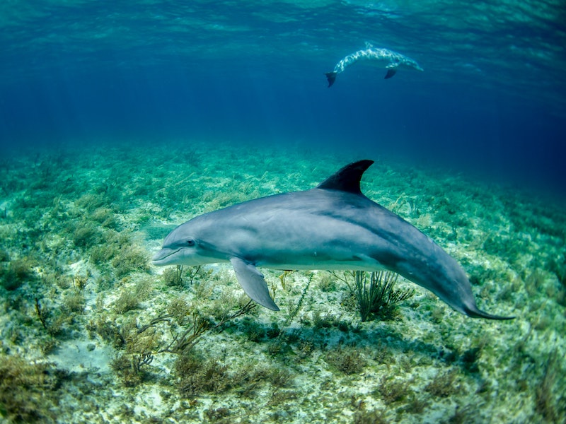 A dolphin swimming along the sea bed