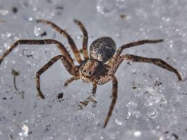 most venomous spiders in the world on grey background