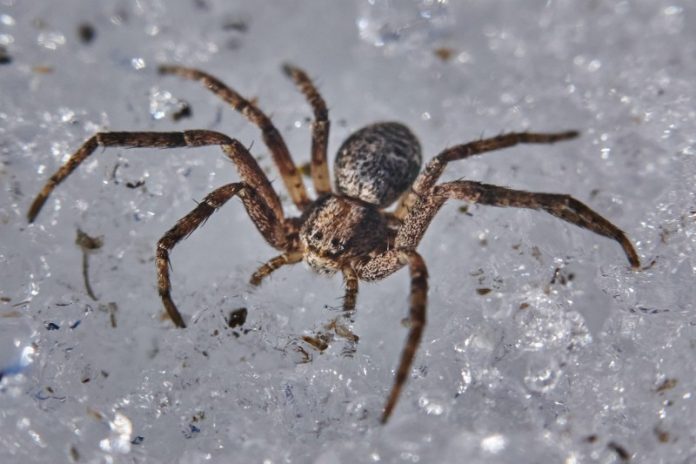 most venomous spiders in the world on grey background