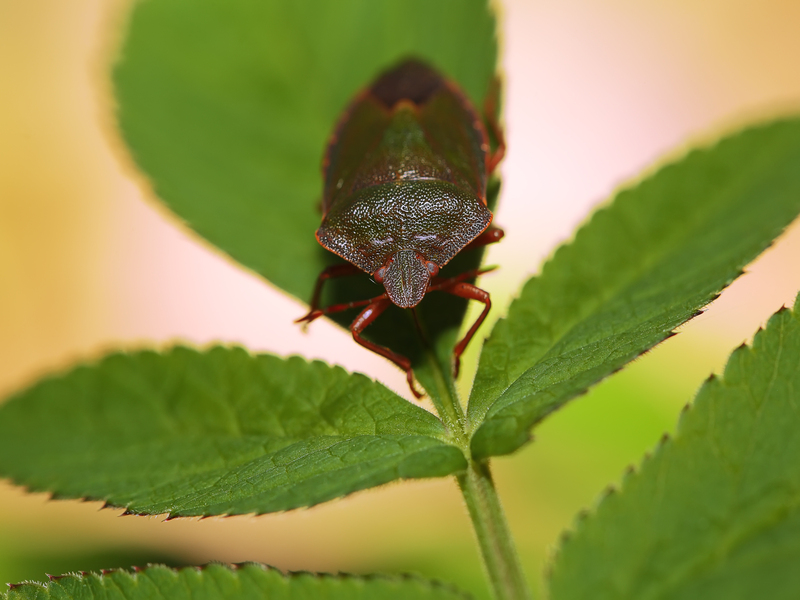 Shield Bug Or Stink Bug on plant. Extreme close up