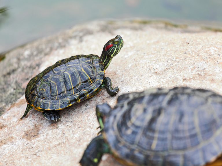 Turtles Without Their Shells: Everything You Need to Know