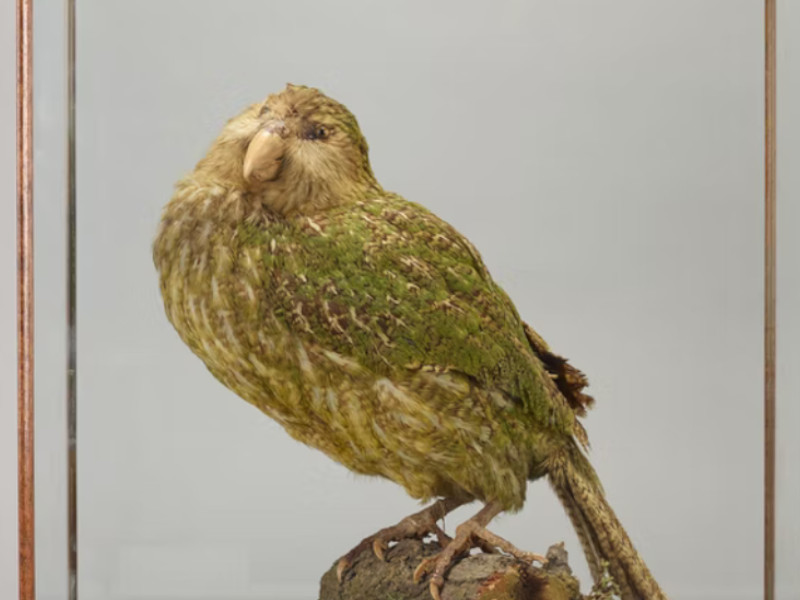 A preserved Kakapo
