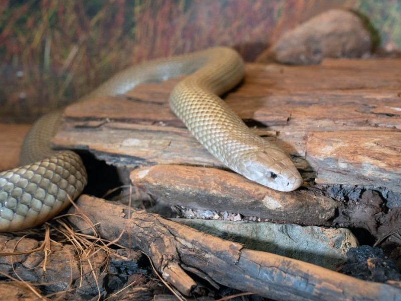 Mulga snake (Pseudechis australis)