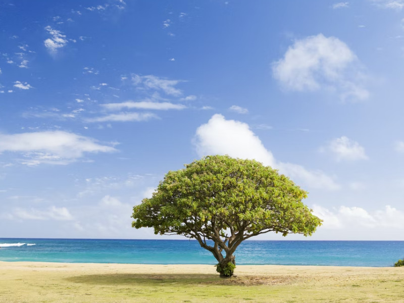 A tree by a beach in Kauai