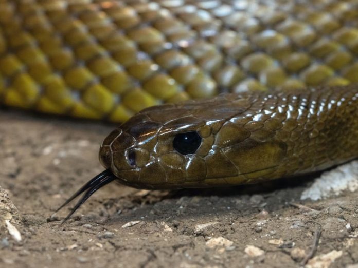 venomous snakes in Australia