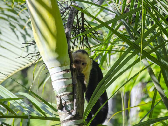 Best places to see monkeys in Costa Rica